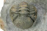 Perfectly Enrolled Morocops Trilobite - Top Quality Specimen #287372-2